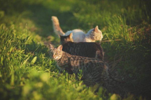  Autors: Fosilija Laukos kaķīšiem dzīve ir lieliska 😾