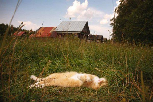  Autors: Fosilija Laukos kaķīšiem dzīve ir lieliska 😾