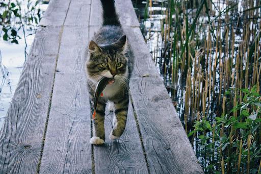  Autors: Fosilija Laukos kaķīšiem dzīve ir lieliska 😾