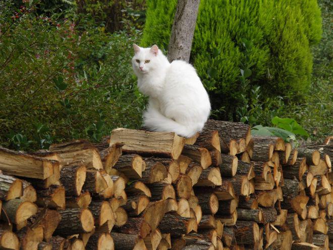  Autors: Fosilija Laukos kaķīšiem dzīve ir lieliska 😾