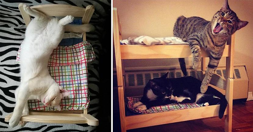 Izskatās forscaroni un mīļi... Autors: matilde Cilvēki pērk saviem mājdzīvniekiem IKEA gultiņas, kas domātas rotaļlietām