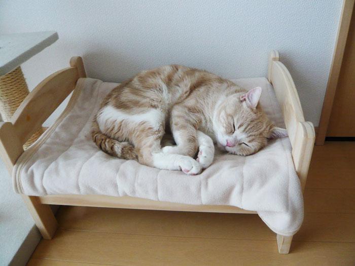  Autors: matilde Cilvēki pērk saviem mājdzīvniekiem IKEA gultiņas, kas domātas rotaļlietām