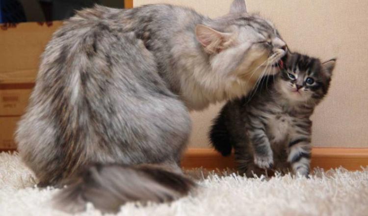  Autors: Fosilija Kaķu mammas un viņu jaukie kaķēni 😼