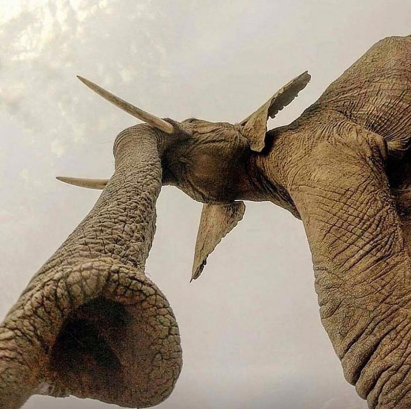 Kaut kāds savāds ziloņa snuķa... Autors: Lestets 10 parastu dzīvnieku neparastākas fotogrāfijas