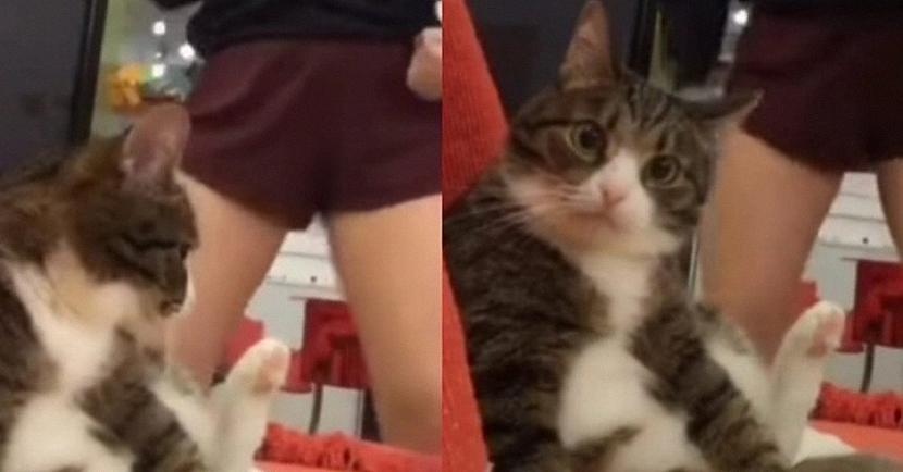 Noskaties video Autors: matilde Video: Kaķis, kurš nesaprot, kāpēc viņa saimniece taisa tādas «TikTok» dejas