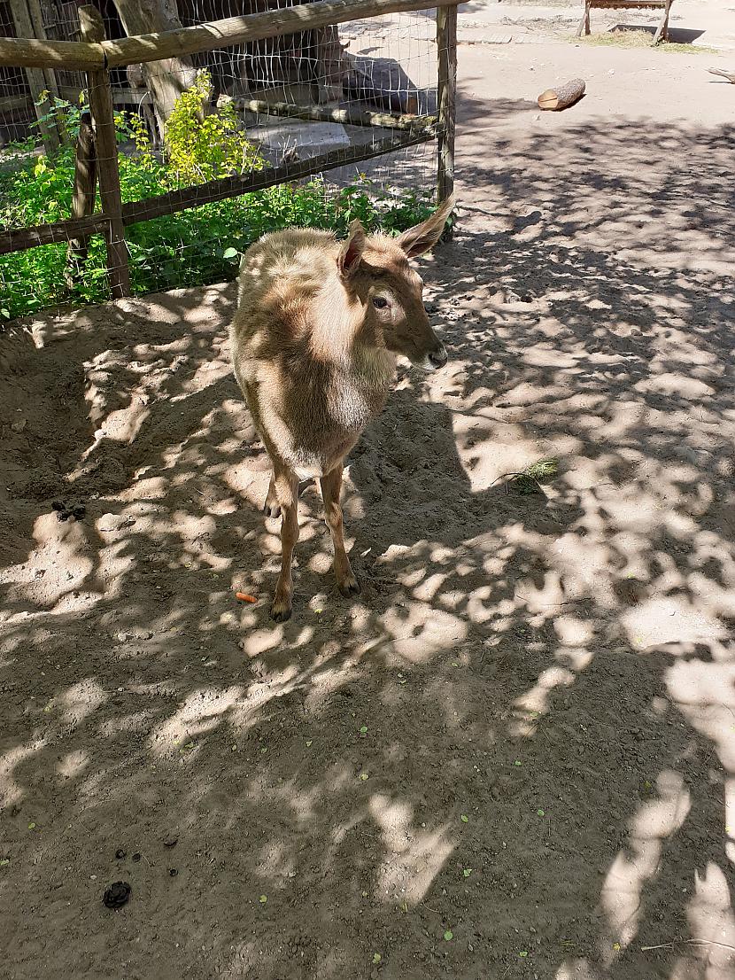  Autors: Drakonvīrs 23 maijs saulaina vizīte Rīgas Zooloģiskajā Dārzā