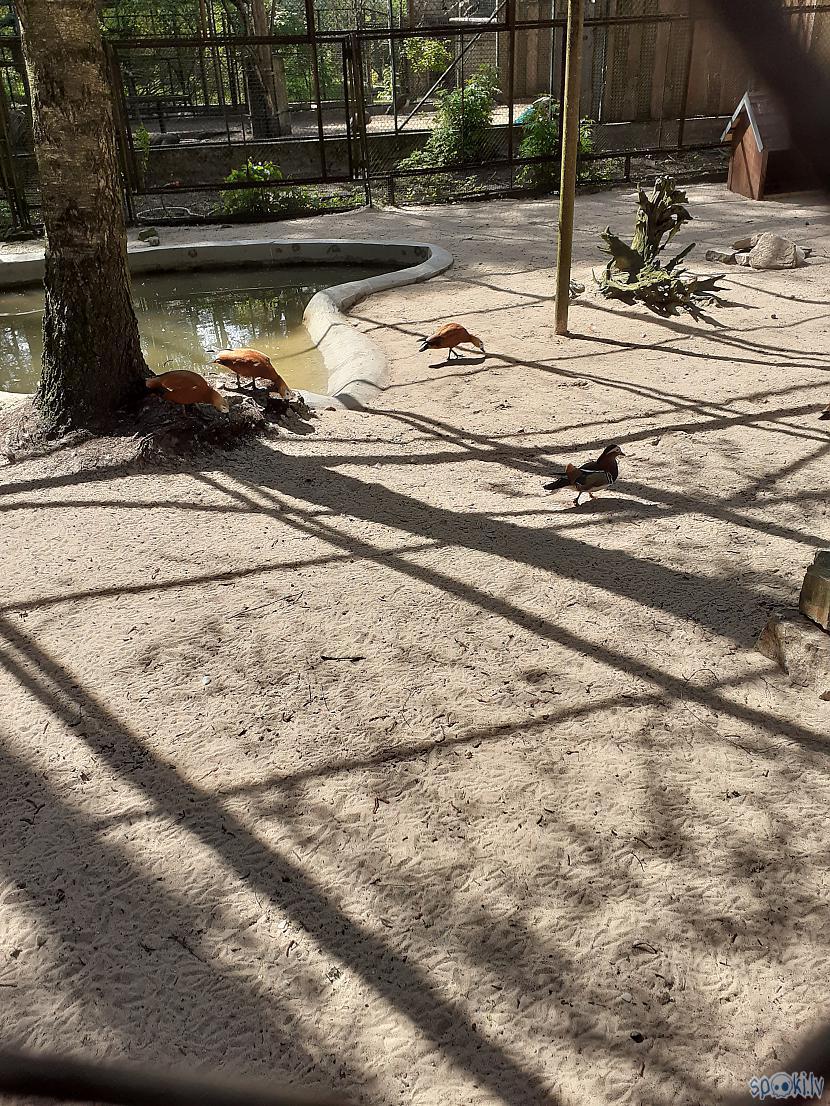 Mandarīnpīles Autors: Drakonvīrs 23 maijs saulaina vizīte Rīgas Zooloģiskajā Dārzā