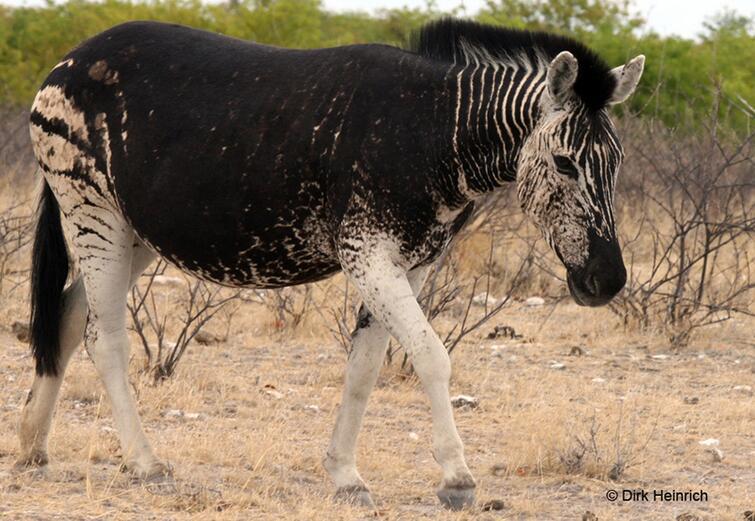 Zebra melanists Autors: Fosilija Daži dzīvnieki, augi un citas lietas, kurām nav tādas krāsas kā esam pieraduši
