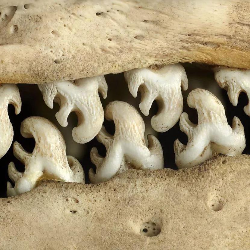 Tā izskatās roņa zobi tuvplānā Autors: Lestets 20 bildes, kas parādīs šīs pasaules dīvainākos noslēpumus