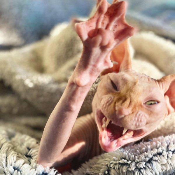 Noliec savu ieroci viņscaron... Autors: Fosilija Sfinksi - nefotogēnākie kaķi pasaulē