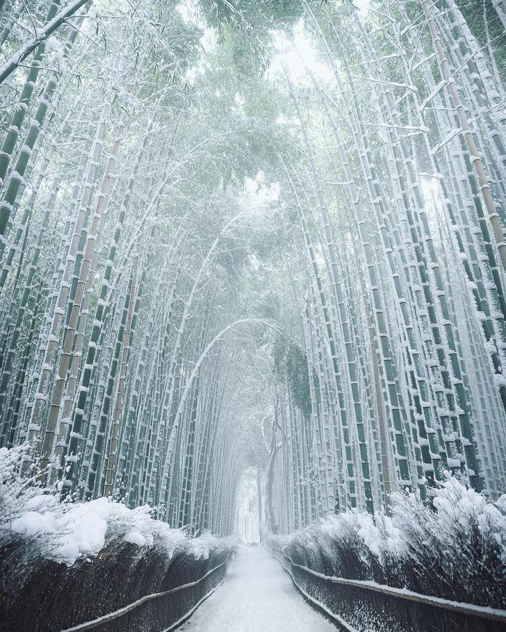 Sniegots bambusa mežs Autors: Lestets Neticami, ka šīs 30 fotogrāfijas ir uzņemtas tepat uz Zemes