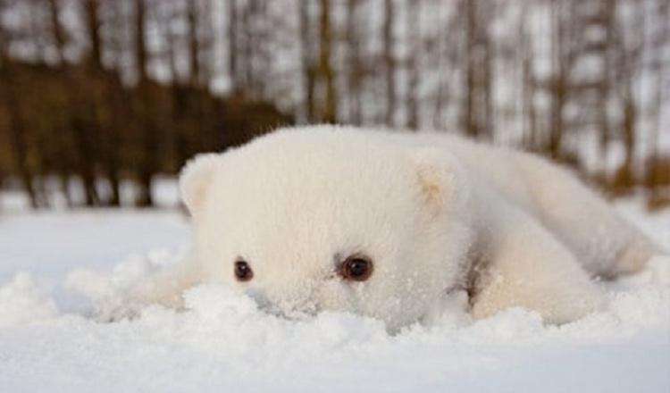 Baltais lācis vispirms... Autors: Fosilija Smieklīga dzīvnieku reakcija uz jauniem atklājumiem