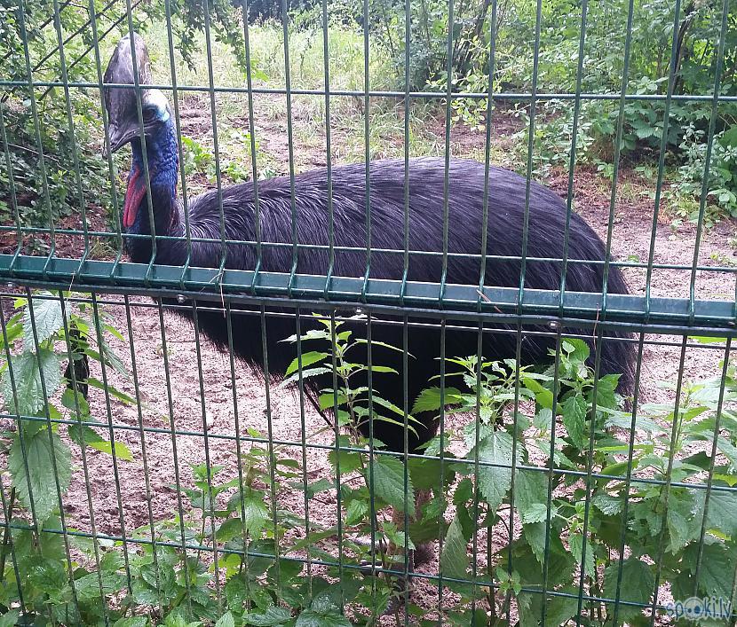  Autors: pyrathe Rīgas ZOO: lietainā svētdiena