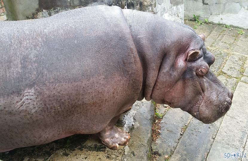  Autors: pyrathe Rīgas ZOO: lietainā svētdiena