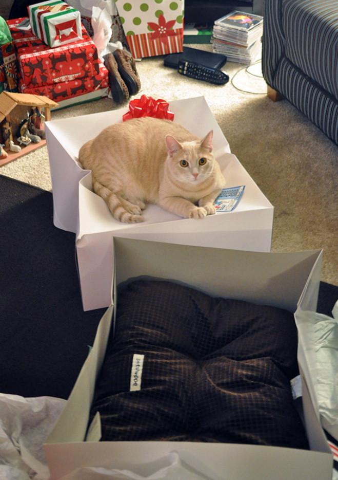  Autors: Fosilija Kā kaķi ignorē viņiem pasniegtās dāvanas 😽