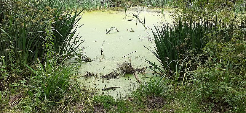 Dīķi apsēda aļģes katru gadu... Autors: Griffith Malvernas lauki, Jūnija beigas 2020.