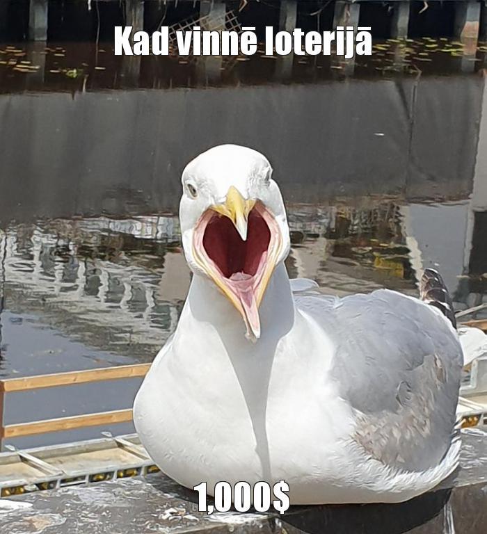  Autors: Mengālija Memes