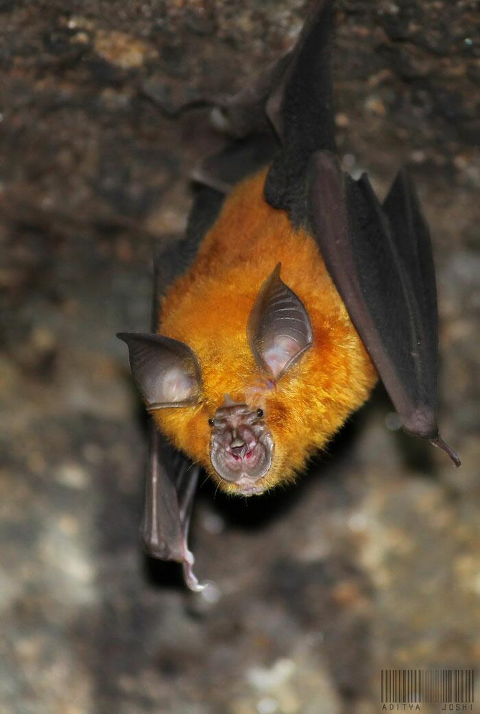 Rufous Horseshoe Bat Autors: Fosilija 20 visdīvainākās sikspārņu sugas, kas liks uz tām paskatīties savādāk