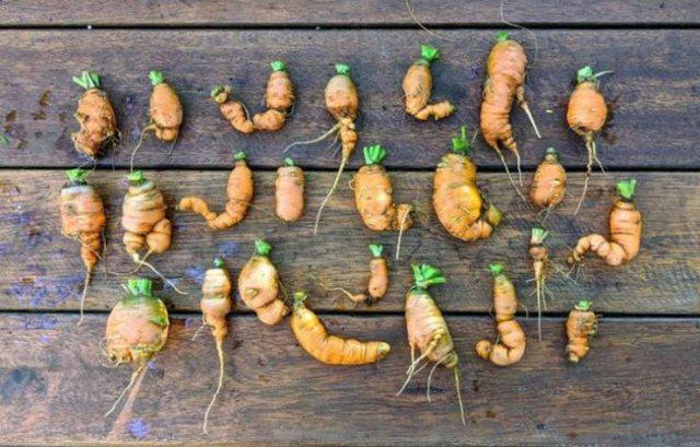  Autors: Fosilija Šie cilvēki ir īsti meistari dārzkopībā 🥕🍓🍅