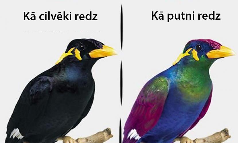 Putni redz papildus krāsasMūsu... Autors: Lestets 14 reizes, kad daba mūs pārsteidza nesagatavotus