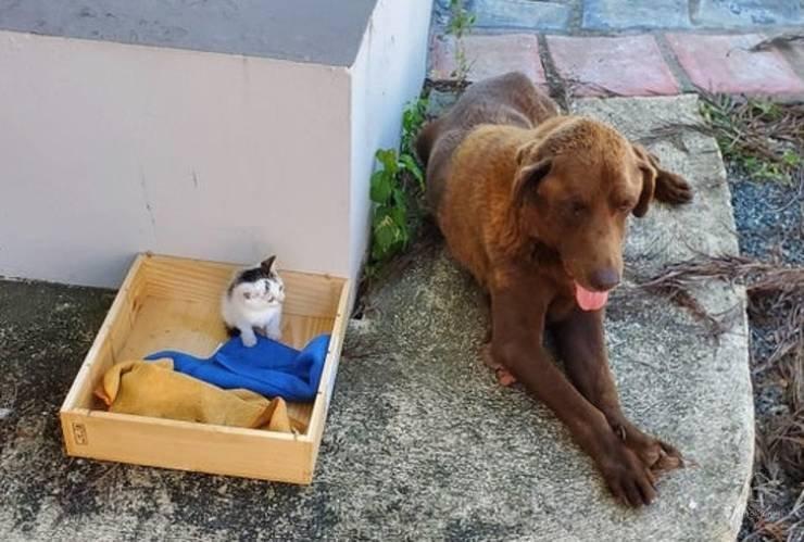  Autors: Fosilija Vai var pastāvēt draudzība starp suni un kaķi, skatāmies šīs bildes 🐱🐶