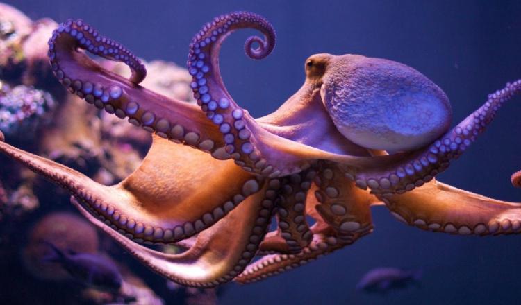 Astoņkāji Scaronķiet kā kāda... Autors: Fosilija Dzīvnieki, kas spēj pārņemt pasauli pēc cilvēces nāves, 20 fotogrāfijas