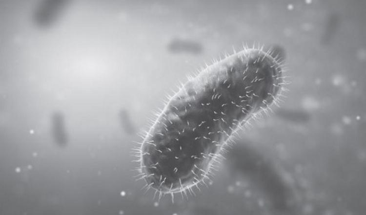 In olbahiya  baktērijuparazītu... Autors: Fosilija Dzīvnieki, kas spēj pārņemt pasauli pēc cilvēces nāves, 20 fotogrāfijas