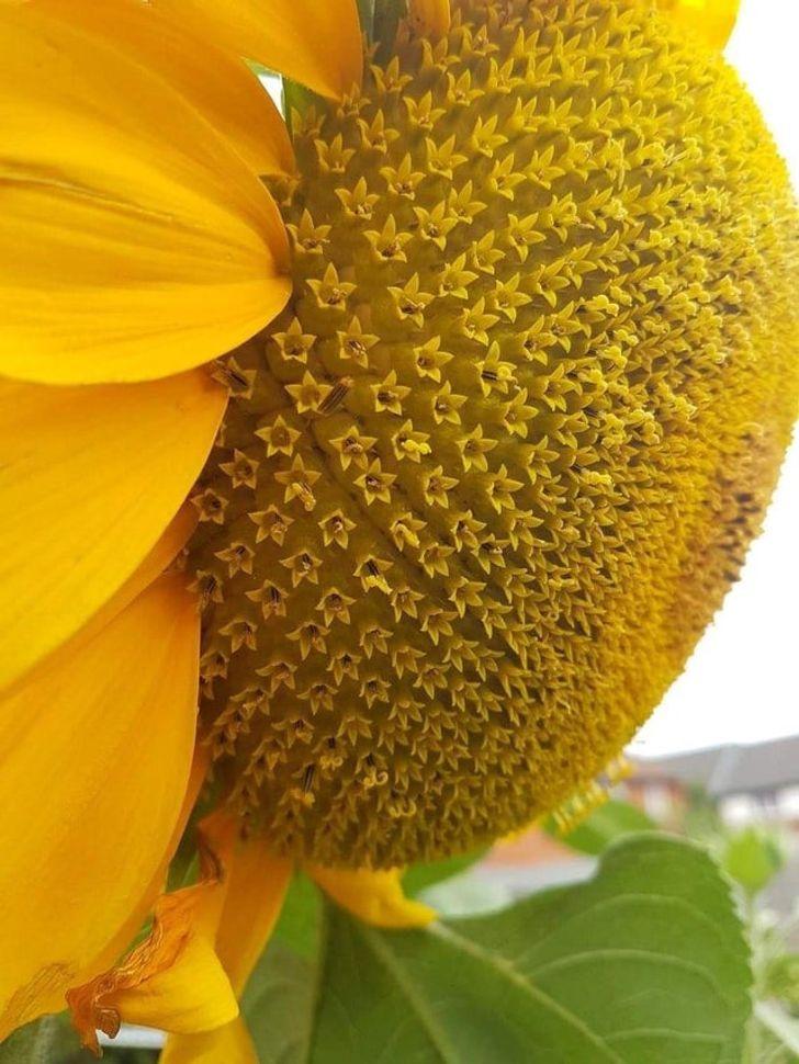 Saulespuķe ir veidota no... Autors: Lestets 20 reti attēli, kas mainīs tavu pasaules redzējumu