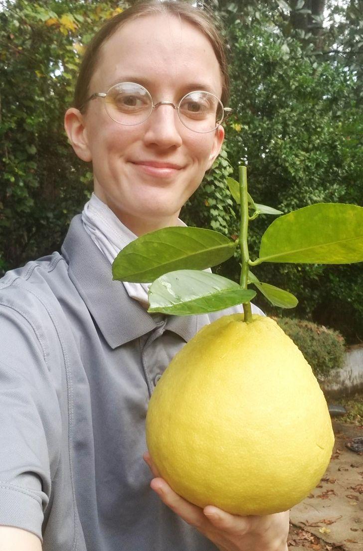 Milzīgs Panderosa citrons ... Autors: Lestets 25 intriģējoši attēli, ko ir redzējis vien retais