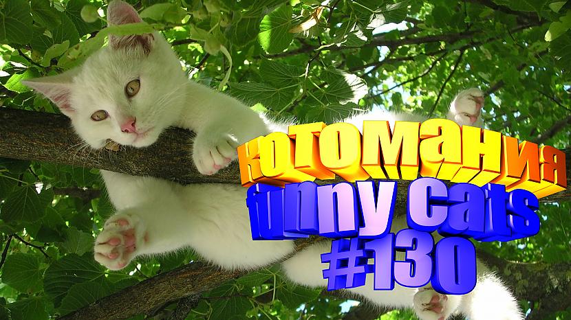  Autors: kotomaniabest Smieklīgi kaķi | Jautrība ar kaķiem, katomanija #130