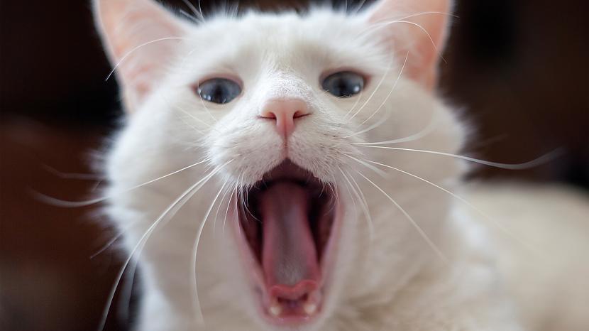  Autors: kotomaniabest Smieklīgi kaķi | Jautrība ar kaķiem, katomanija #131