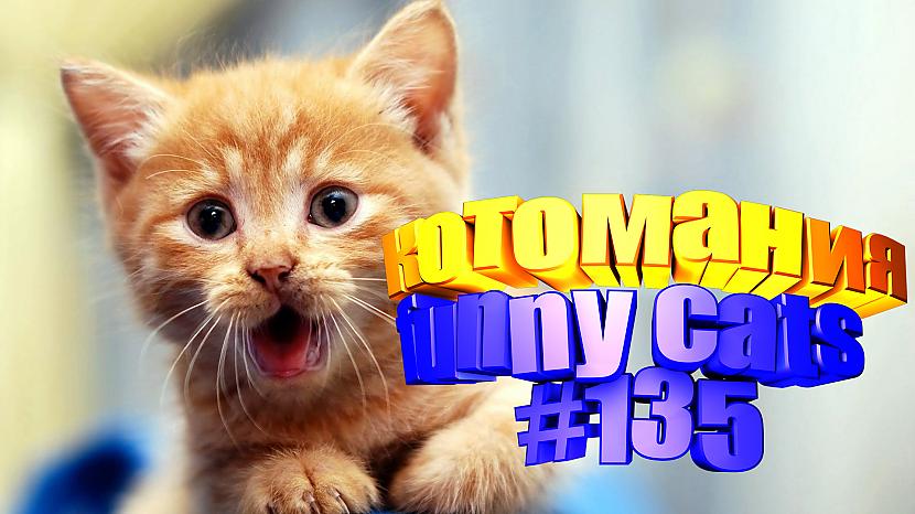  Autors: kotomaniabest Smieklīgi kaķi | Jautrība ar kaķiem, katomanija #135