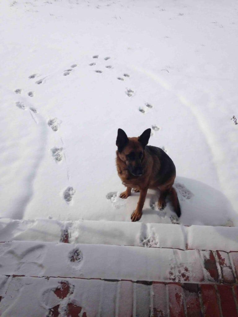 Paldies es jau izstaigājos Autors: Zibenzellis69 15 fotogrāfijas ar dzīvniekiem, kuri pirmoreiz izgāja pastaigā pa sniegu