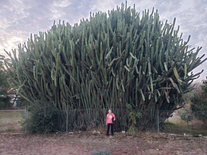 Tik lieli ir arī kaktusi Autors: Zibenzellis69 15 reizes, kad dažu lietu salīdzināšana var uzspridzināt smadzenes