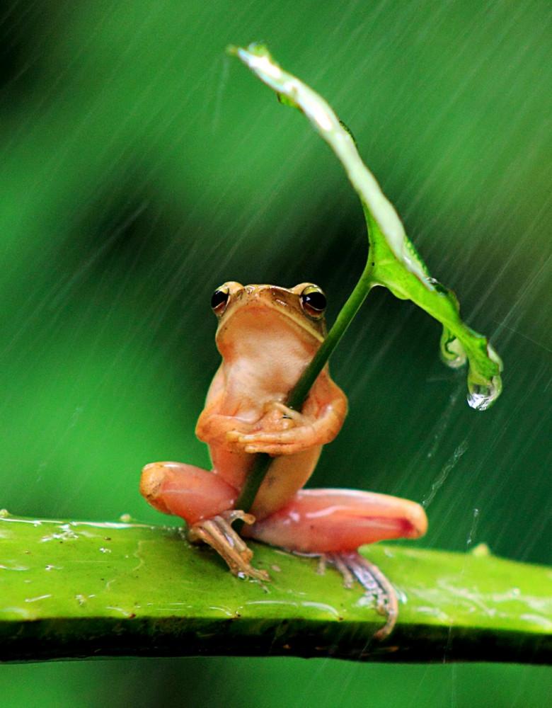 Kam vajag lietussargu Autors: Alise Logina Jocīgi dzīvnieki