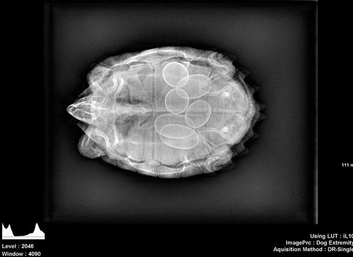 Toposcaronā bruņurupuču mamma... Autors: The Diāna 18 forši rentgeni redzesloka paplašināšanai