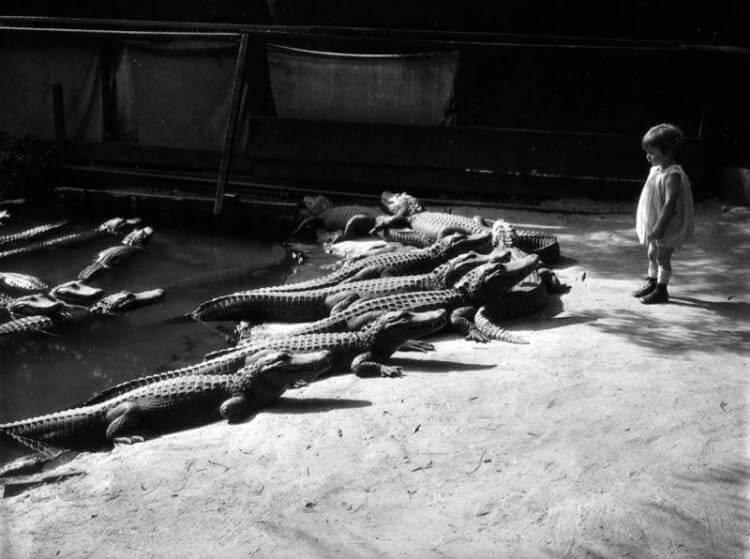 Kalifornijas aligatoru ferma... Autors: Lestets 17 retas, iespējams, vēl neredzētas vēsturiskas bildes