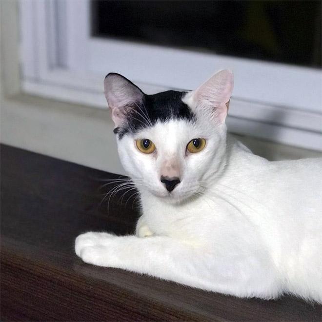  Autors: matilde Kitleri: 22 fotogrāfijas, kurās redzamie kaķi ir līdzīgi Hitleram