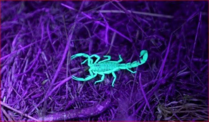 Skorpioni mirdz ultravioletajā... Autors: Zibenzellis69 Daba ir liela sapņotāja un īsta burve (20 fotogrāfijas)