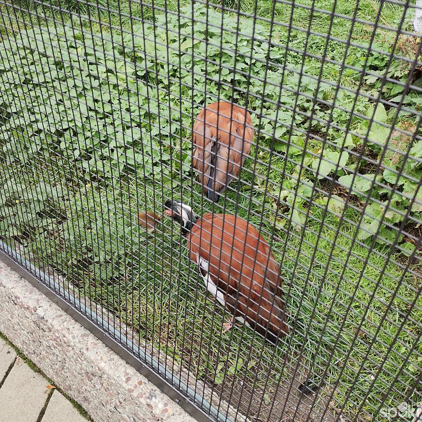  Autors: ĶerCiet Berliner zoo