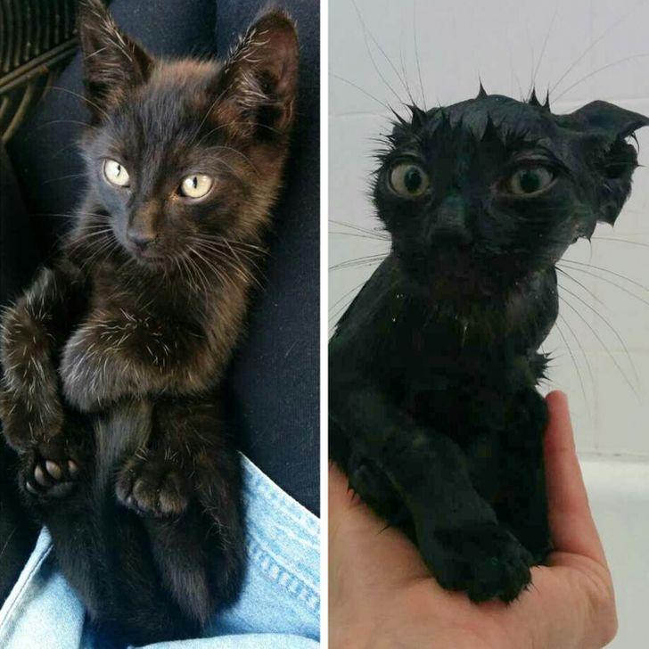 Kaķis pirms un pēc... Autors: Lestets 20 reizes, kad mājdzīvnieku uzvedība lika pasmaidīt