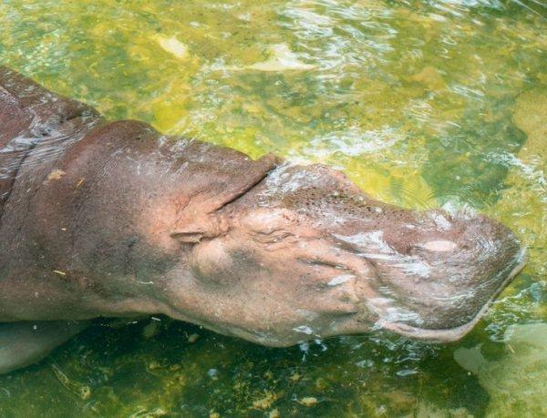 Nīlzirgi var gulēt zem ūdens... Autors: Zibenzellis69 Lietotāji dalījās interesantiem faktiem, kas viņiem kļuva par nelielu atklājumu