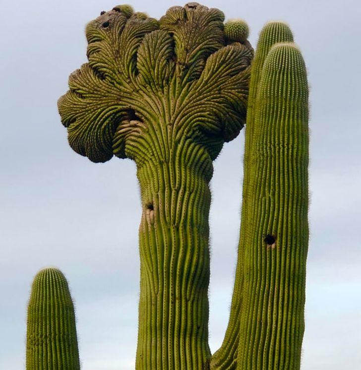 Kas ir dīvaināk  kaktuss kas... Autors: Lestets 20 dīvaini atradumi, kas tevi pārsteigs