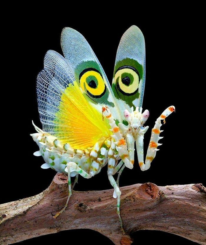 Paskatieties tikai tajās acīs... Autors: Zibenzellis69 15 neparasti kukaiņi, kurus daba radījusi ar īpašu entuziasmu
