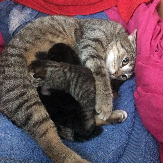  Autors: Zibenzellis69 Kaķu mammas, kuras izskatās pilnīgi nesagatavojušās vecāku realitātei