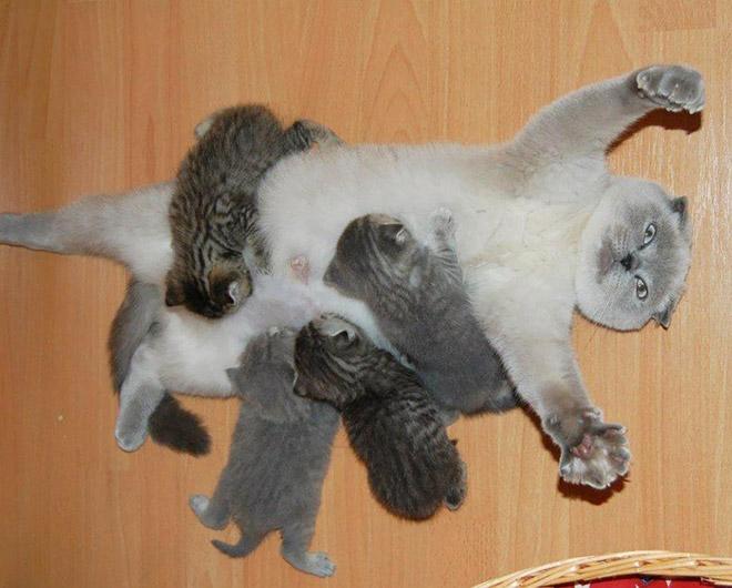  Autors: Zibenzellis69 Kaķu mammas, kuras izskatās pilnīgi nesagatavojušās vecāku realitātei