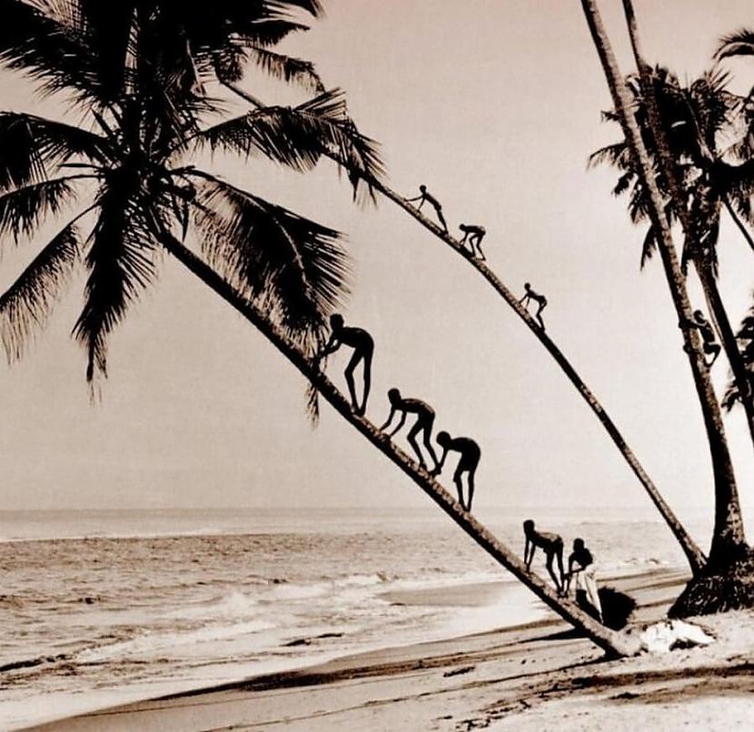 Bērni kāpj kokosriekstu palmās... Autors: Zibenzellis69 40 Interesantas un retas retro fotogrāfijas