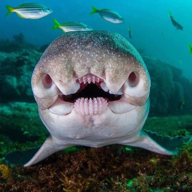 Austrālijas buļļa haizivs seja Autors: Zibenzellis69 19 neparasti gadījumi, kad daba cilvēkiem parādīja savu vareno un biedējošo pusi