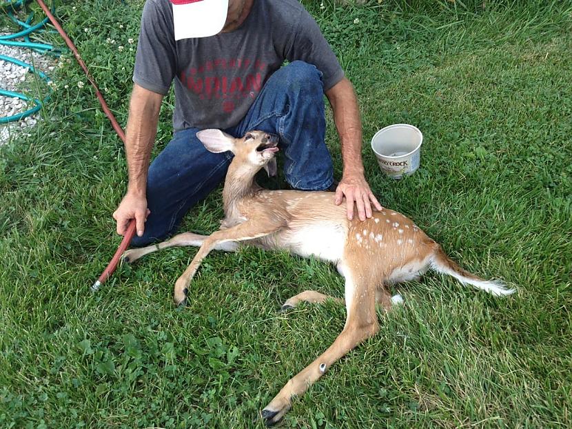 Tētis pasargāja stirnu kuru... Autors: Zibenzellis69 15 aizkustinoši gadījumi, kad dzīvniekiem bija nepieciešama palīdzība