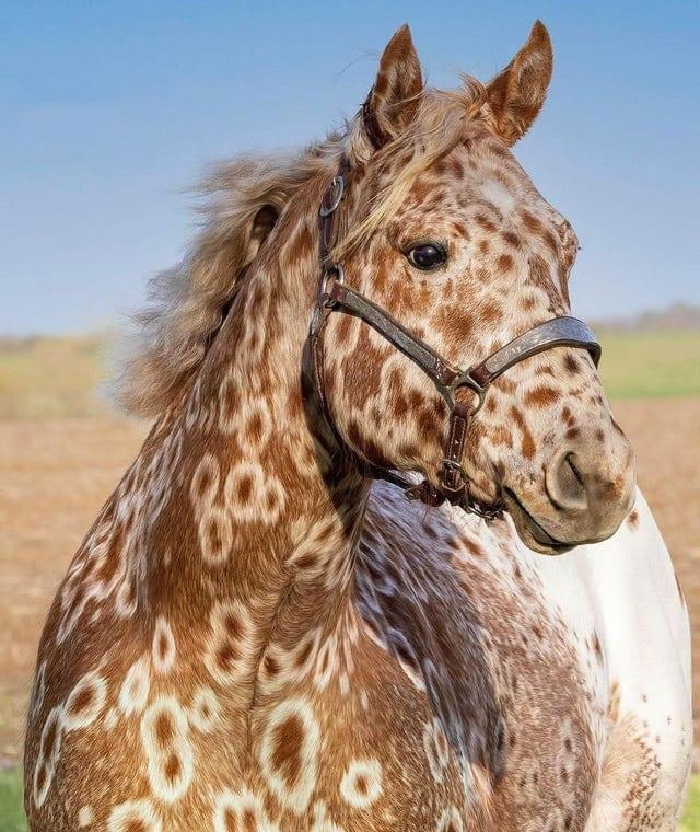 Zirgs ar neparastu krāsu Autors: Zibenzellis69 16 dzīvnieki, kuriem ir tik ļoti paveicies ar savu neparasto izskatu